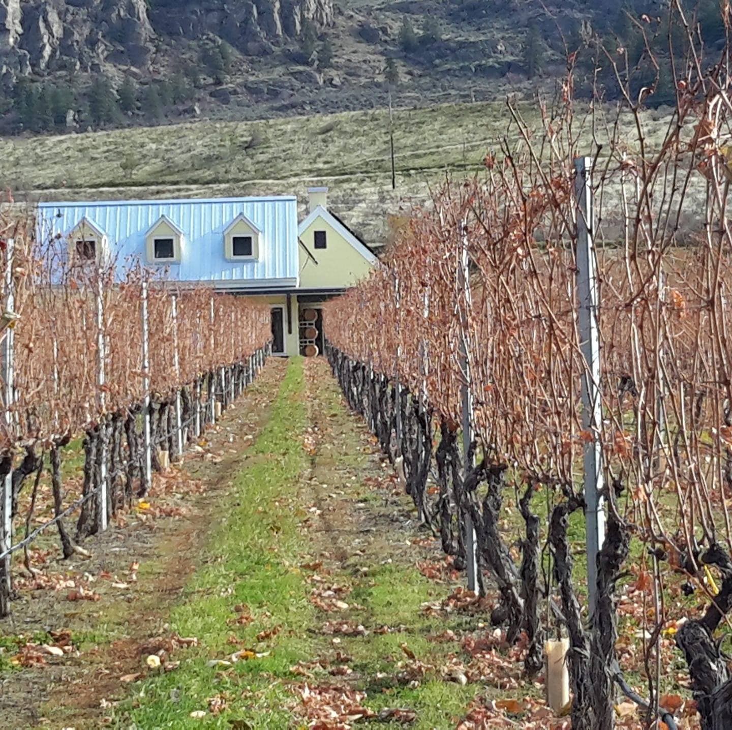 Here’s The Thing Vineyards