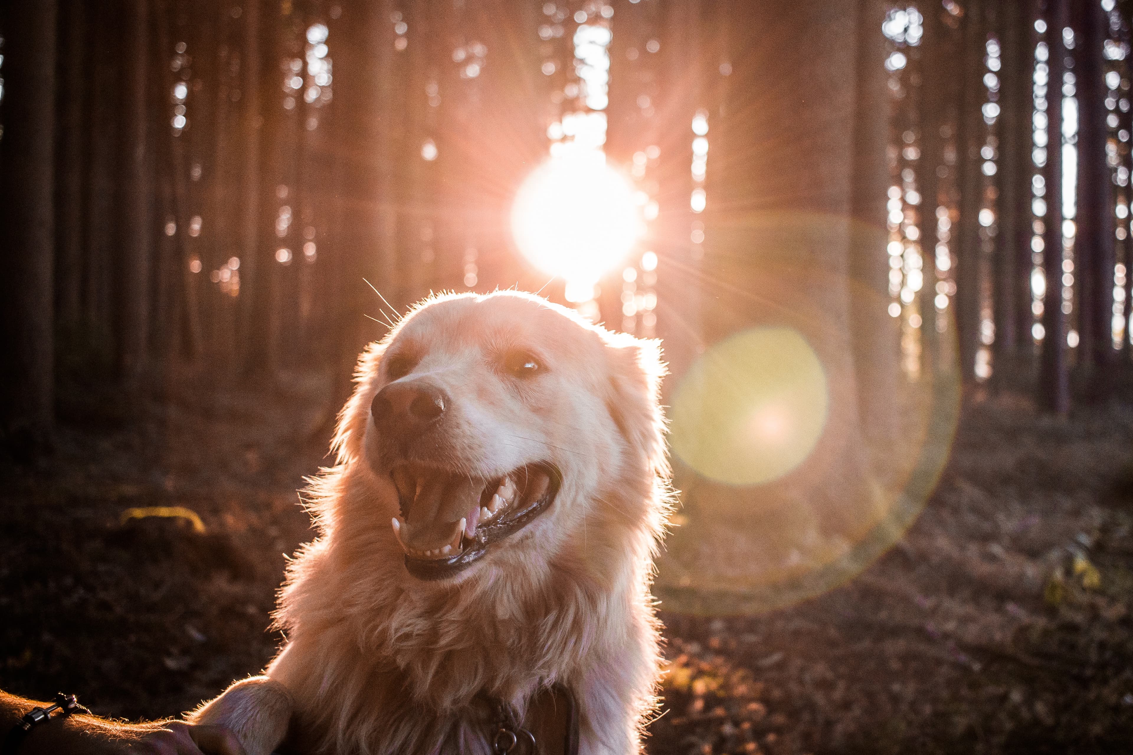 dog friendly places in Osoyoos photo by andreas wagner