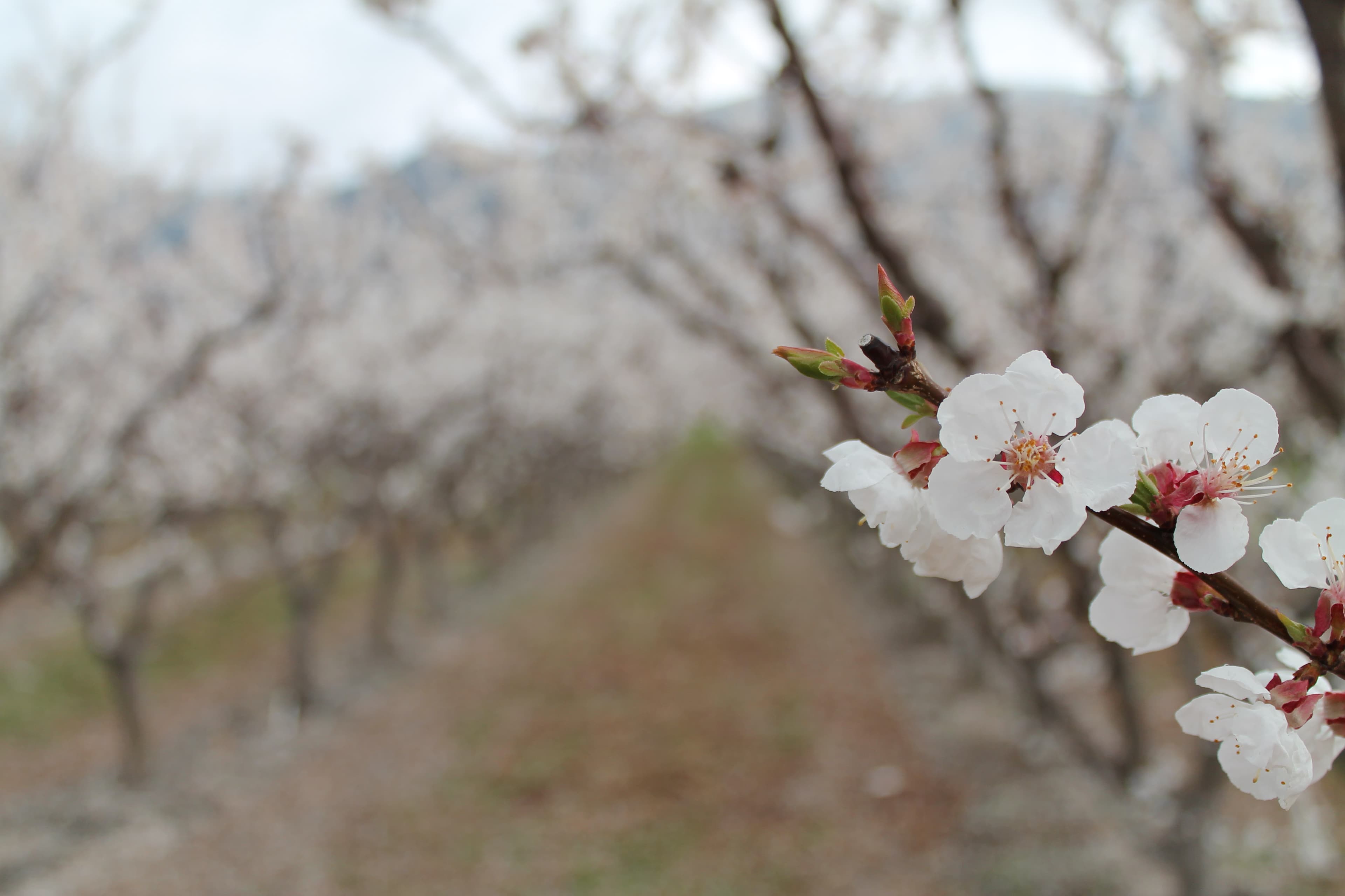 Spring blossoms in Osoyoos