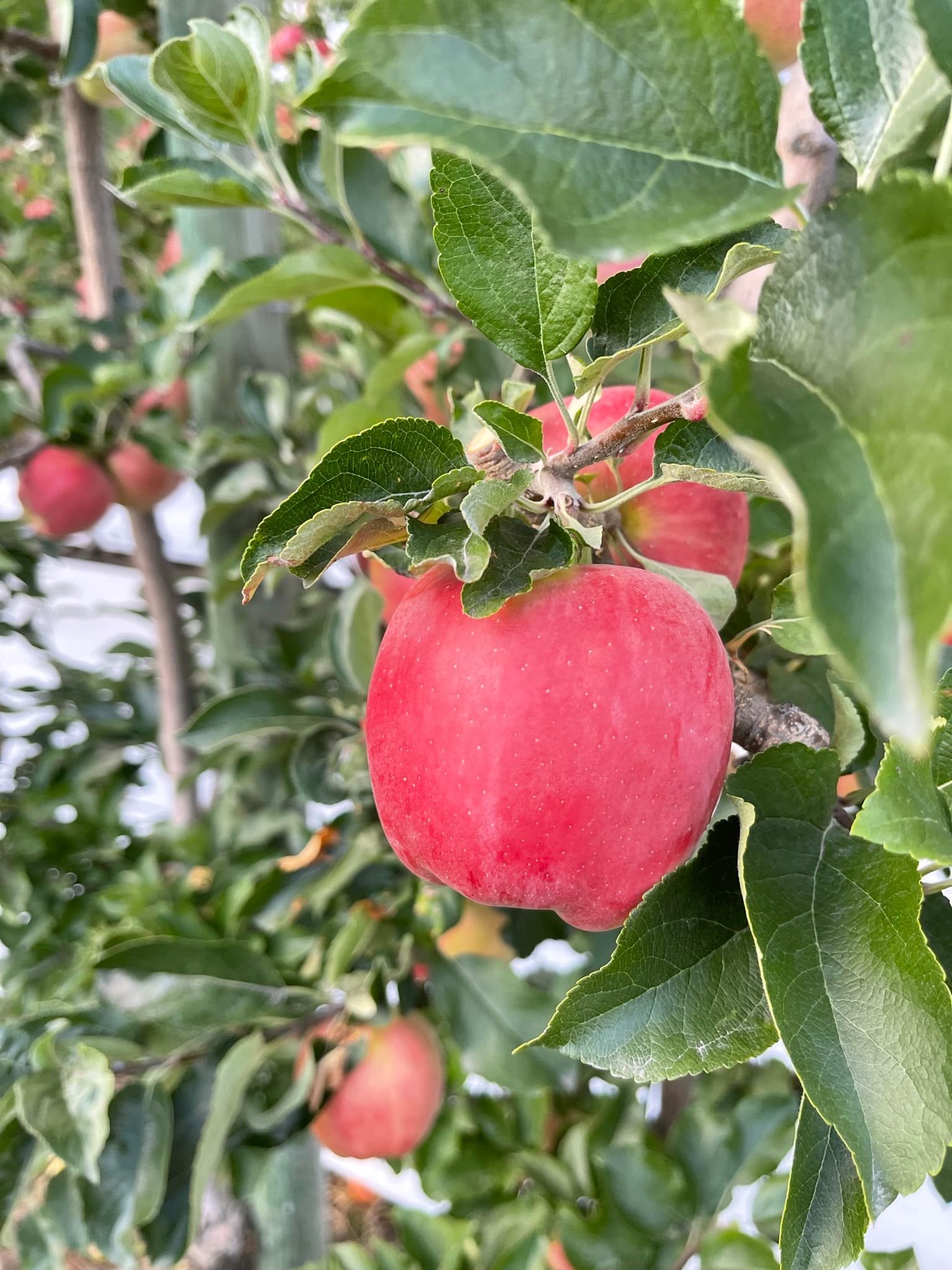 Peach Hill Farm & Fruit Market