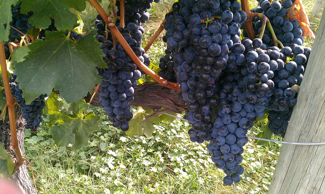 Desert Country Wine Tours