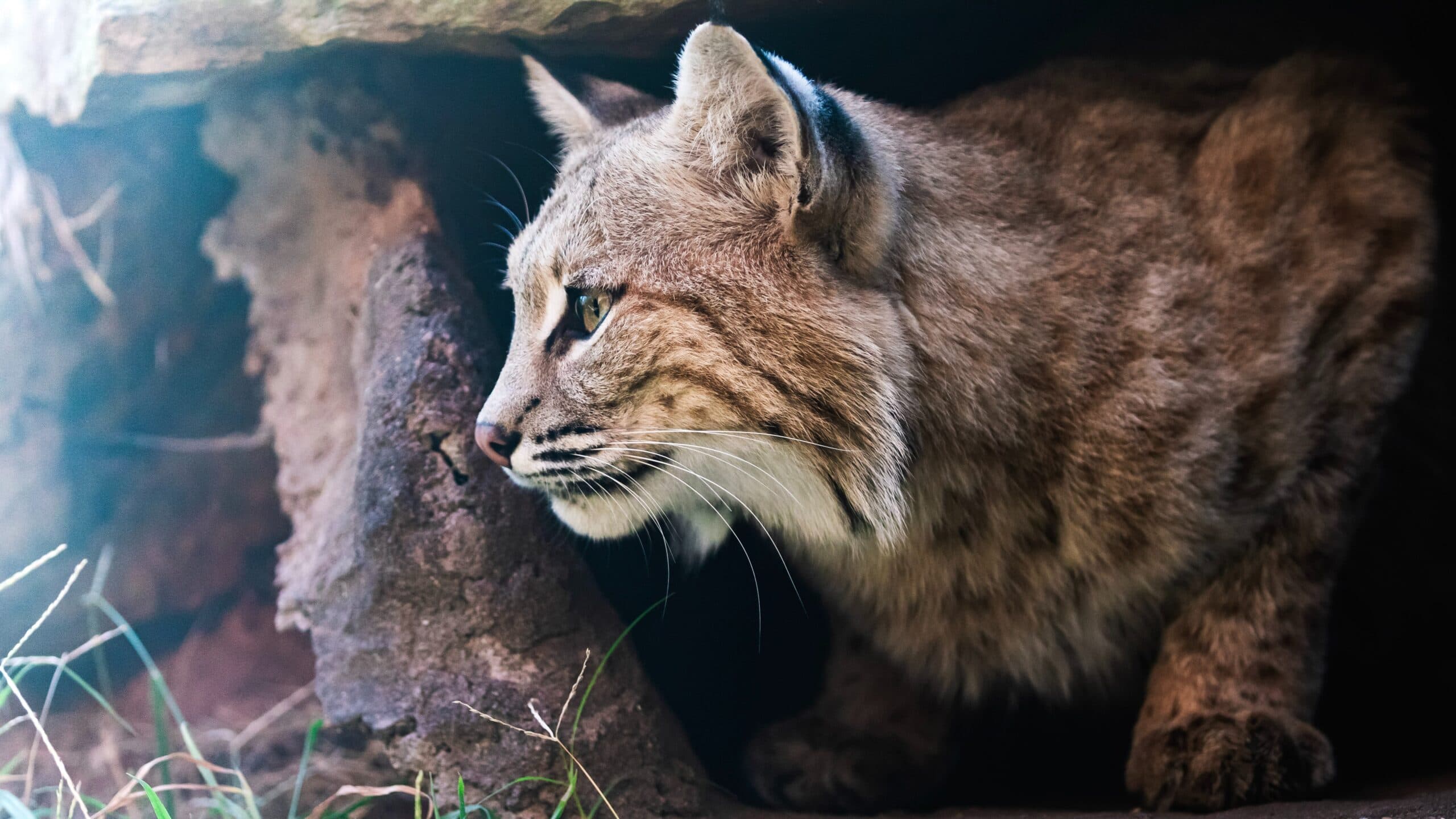Osoyoos Gone Wild: Here are 11 wildlife species you probably didn’t know existed in Canada’s desert