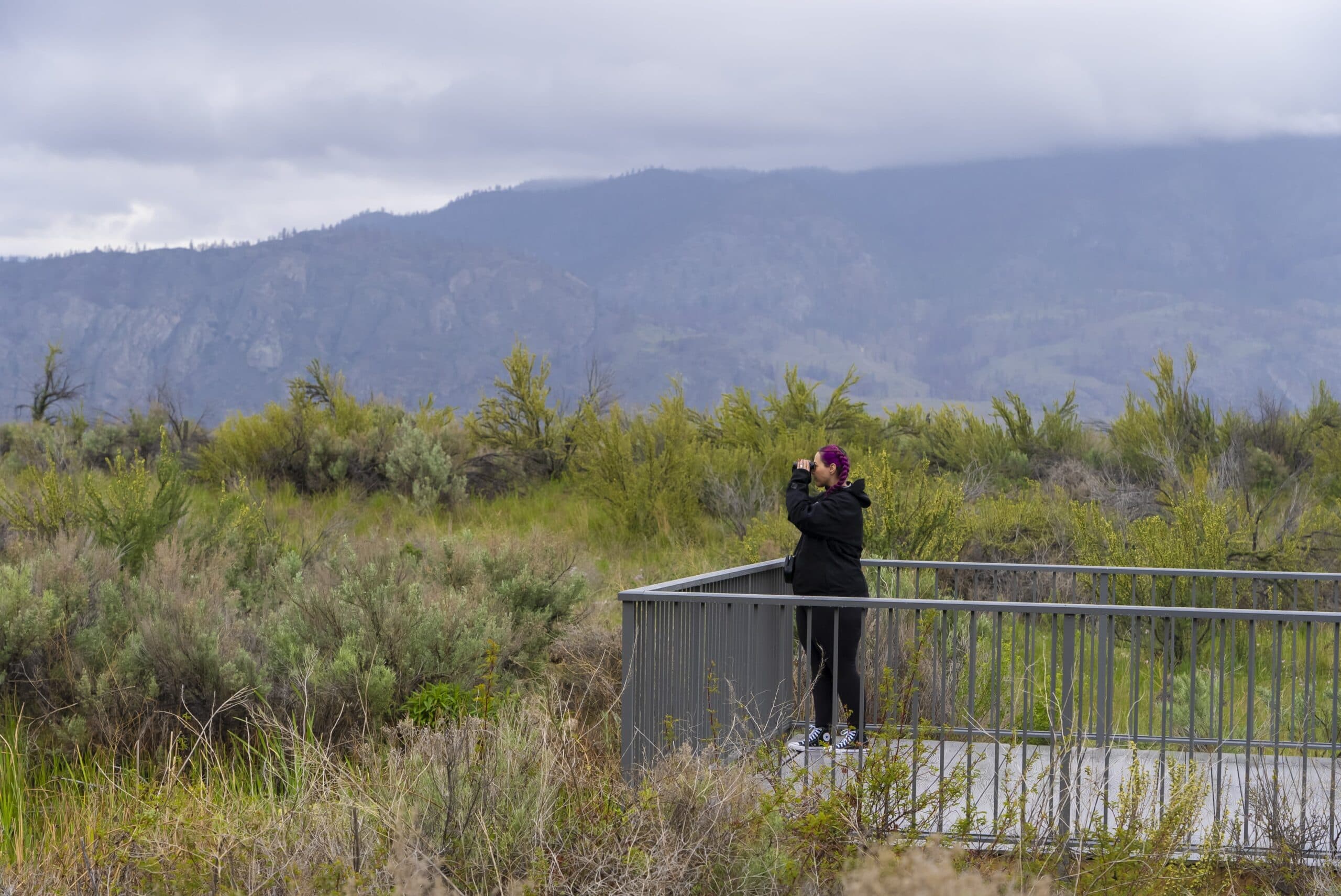Best Spots to Go Birding in Osoyoos