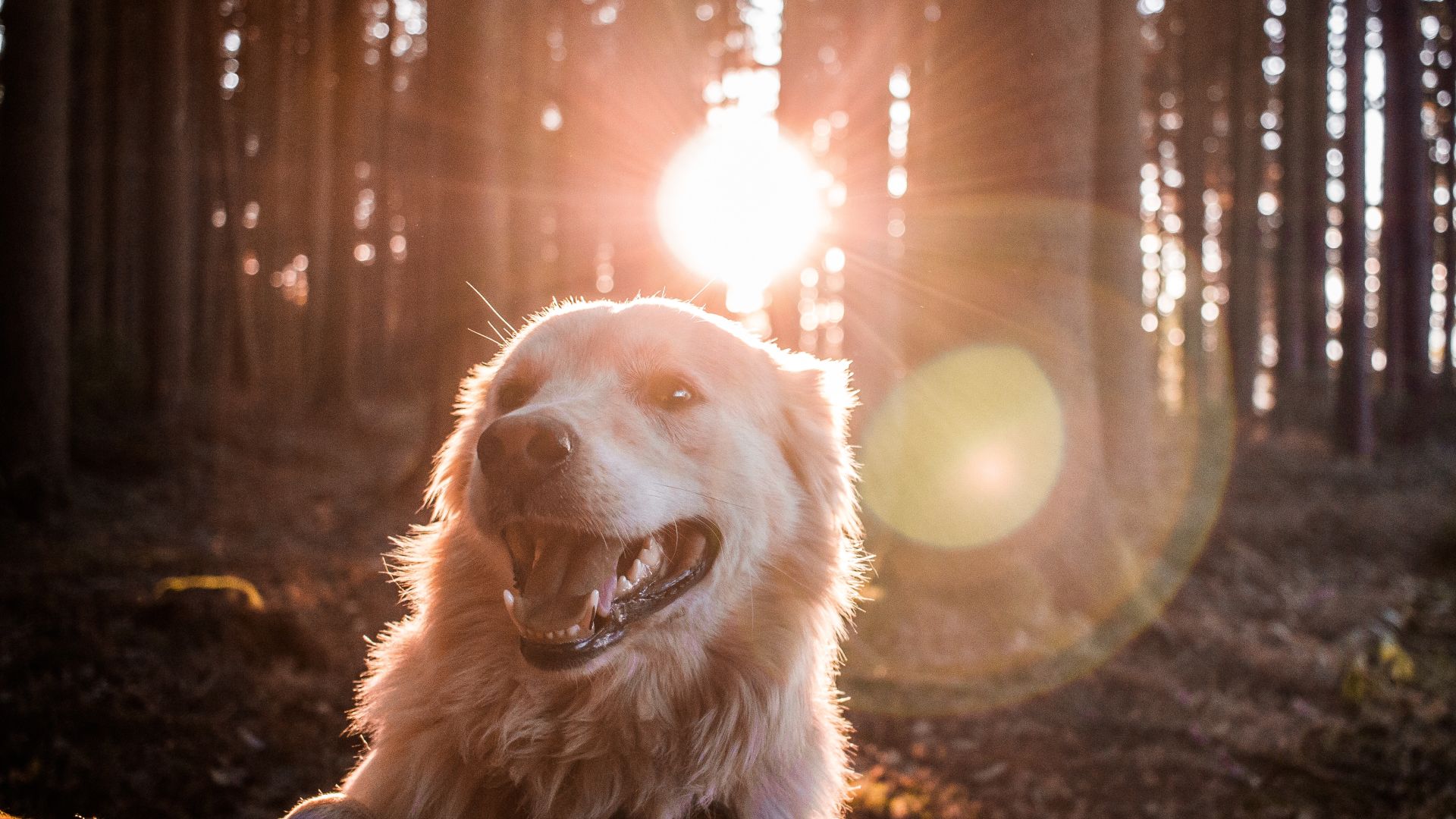 dog friendly places in Osoyoos photo by andreas wagner