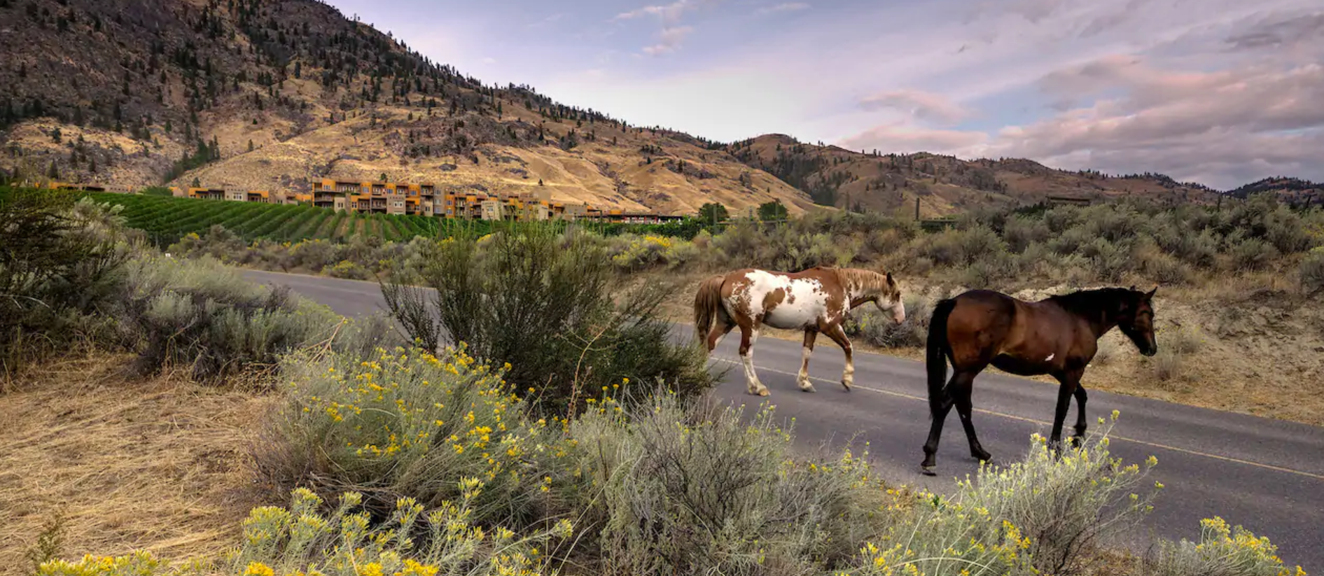 Indian Grove Riding Stables - Destination Osoyoos